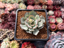 Echeveria 'Strictiflora' 2" Succulent Plant
