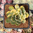 Echeveria 'Pulidonis' Variegated 2" Succulent Plant