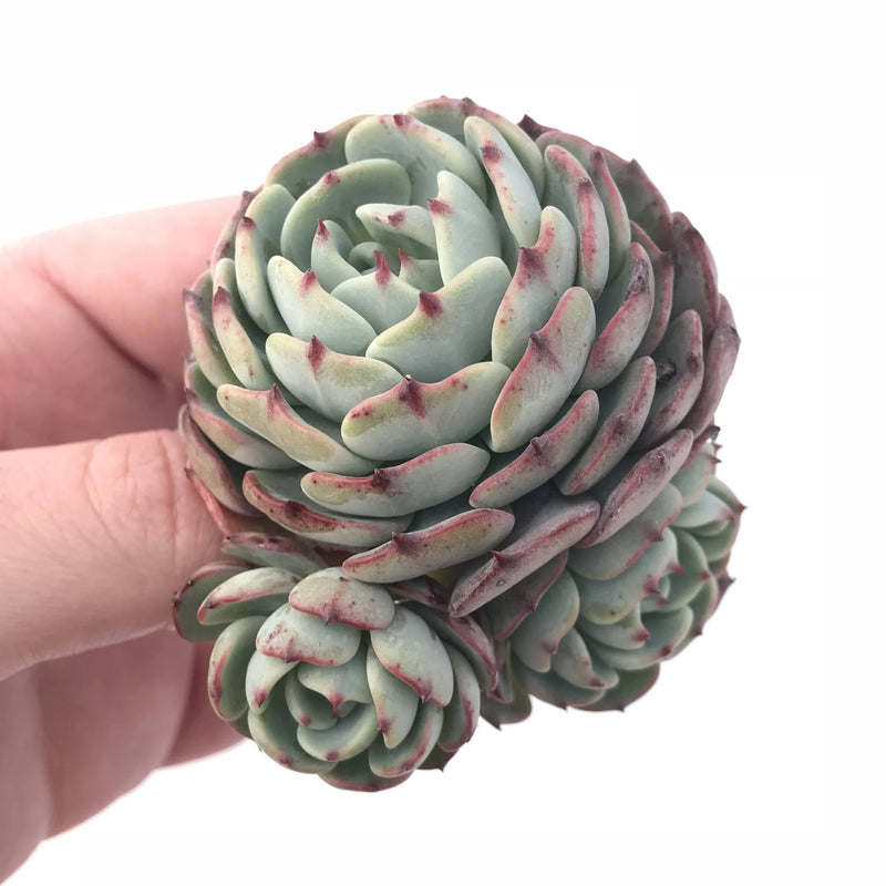 rare succulent for sale Echeveria Mínima Cluster 2”-3” Rare Succulent Plant – True Succulents Plant Co