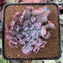 Echeveria 'Trumpet Pinky' 2" Succulent Plant