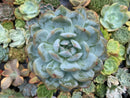 Echeveria 'Orange Monroe' 5" Large Succulent Plant