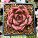 Echeveria 'Pink Champaign' 1"-2" Succulent Plant