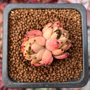 Echeveria Agavoides 'Mascarpone' 1" Cluster Succulent Plant