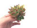 Echeveria ‘Bob Jolly’ Variegated Cluster 3” Rare Succulent Plant