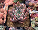 Echeveria 'Pena' 4" Succulent Plant