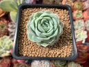 Echeveria 'Jeong-Wol' 2" Succulent Plant
