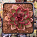 Echeveria Agavoides 'Pine Rose' 2"-3" Succulent Plant