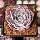 Echeveria 'Pinky' 2" Succulent Plant