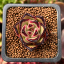 Echeveria Agavoides 'Ebony' 1" Small Succulent Plant