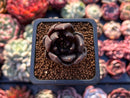 Echeveria 'Black Bird' 1" Small Succulent Plant