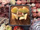 Echeveria 'Blade Runner' 1" Succulent Plant