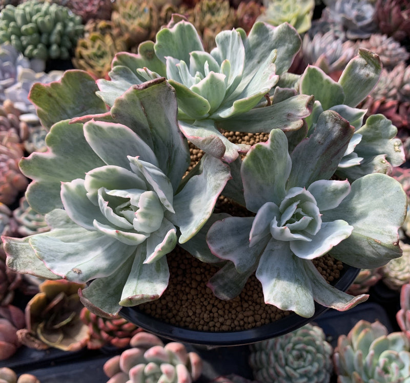 succulents berkeley Echeveria 'Berkeley Light' Variegated 8+ Very Large Cluster Succulent –  True Succulents Plant Co