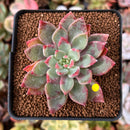 Echeveria 'Cherry Drop' 2" New Changhee Hybrid Succulent Plant