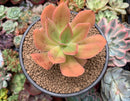 Echeveria 'Kinoa' 3" Succulent Plant