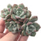 Echeveria 'Amore' Cluster 2"-3" Succulent Plant