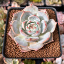 Echeveria 'Teirosa' 2"-3" Succulent Plant