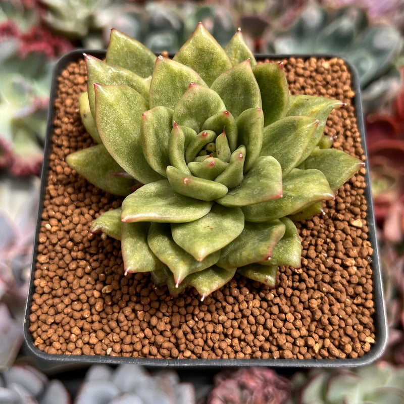 leopard plant succulent Echeveria Agavoides 'Leopard Maria' Variegated/Mutated 2" Succulent Plant