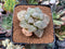 Haworthia 'Spring Rush' 2"-3" Succulent Plant