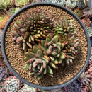 Echeveria Agavoides 'Elkhorn' Crested Cluster 7" Succulent Plant