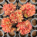Echeveria Agavoides 'Challenger' Crested 3" *Set of 5* Succulent Plants