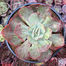 Echeveria Frill sp. Variegated 2" Succulent Plant