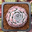 Echeveria 'Rosalina' 1" Powdery Succulent Plant