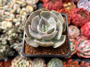 Echeveria 'Mirage' 2" Succulent Plant