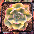 Echeveria 'Enfant' Variegated 2"-3" Succulent Plant