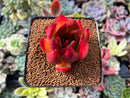 Echeveria Agavoides sp. 2"-3" Succulent Plant