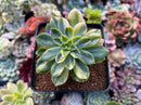Echeveria 'Bob Jolly' Variegated 3" Succulent Plant