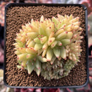 Echeveria Agavoides 'Maria' Crested 3" Succulent Plant