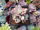 Echeveria 'Suyon' Variegated 2" Succulent Plant