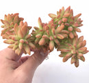 Sedum Adolphi Crested 5” Rare Succulent Plant