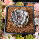Echeveria 'Purple Stone' 1" Succulent Plant
