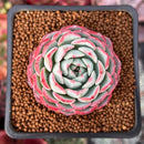 Echeveria 'Polonaise' 2" Succulent Plant