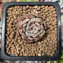 Echeveria 'Pink Zaragoza' 1" Small Succulent Plant