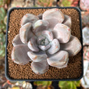 Echeveria 'Jin-Joo-Hee' 2"-3" Powdery Succulent Plant