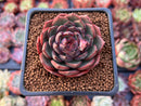 Echeveria 'Black Queen' Round-Leaf 2" Selected Clone Succulent Plant