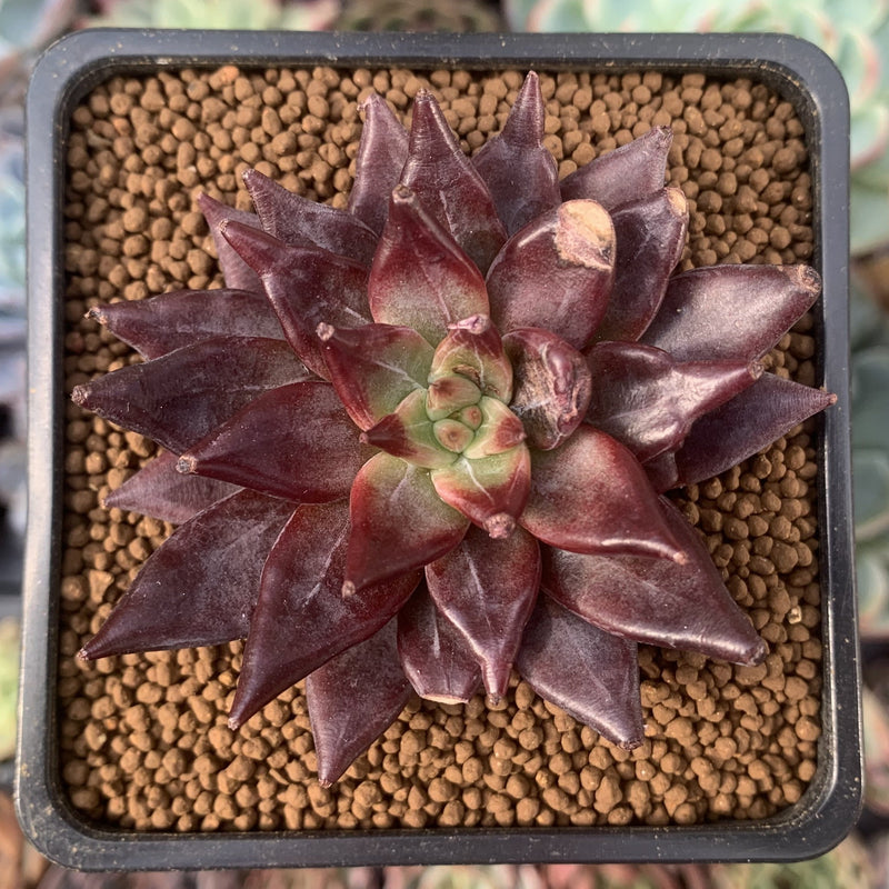 succulent song Echeveria Agavoides 'Song of Fire' 2" New Hybrid (Blemished) Succulent –  True Succulents Plant Co