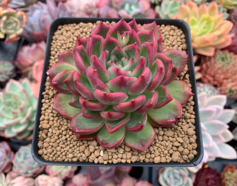 red edged succulent Echeveria Agavoides 'Florditi' 4" Succulent Plant – True Succulents Plant Co