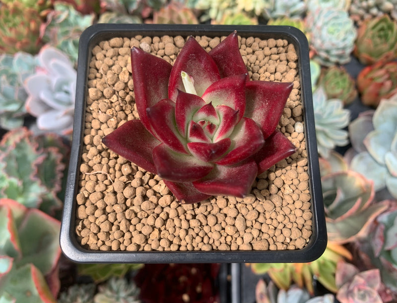 corona succulents Echeveria Agavoides 'Magic Corona' 2" Succulent Plant – True Succulents Plant Co