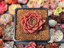 Echeveria 'Papal Rose' 1" Succulent Plant