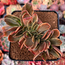 Echeveria 'Fimbriata' Variegated AKA 'Fasciculata' Crested 3" Succulent Plant