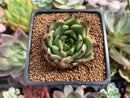 Echeveria Agavoides 'Sarabony' 2" Succulent Plant
