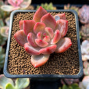 Echeveria sp. 1"-2" Succulent Plant