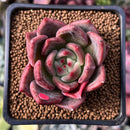 Echeveria 'Charlotte' 2" Succulent Plant