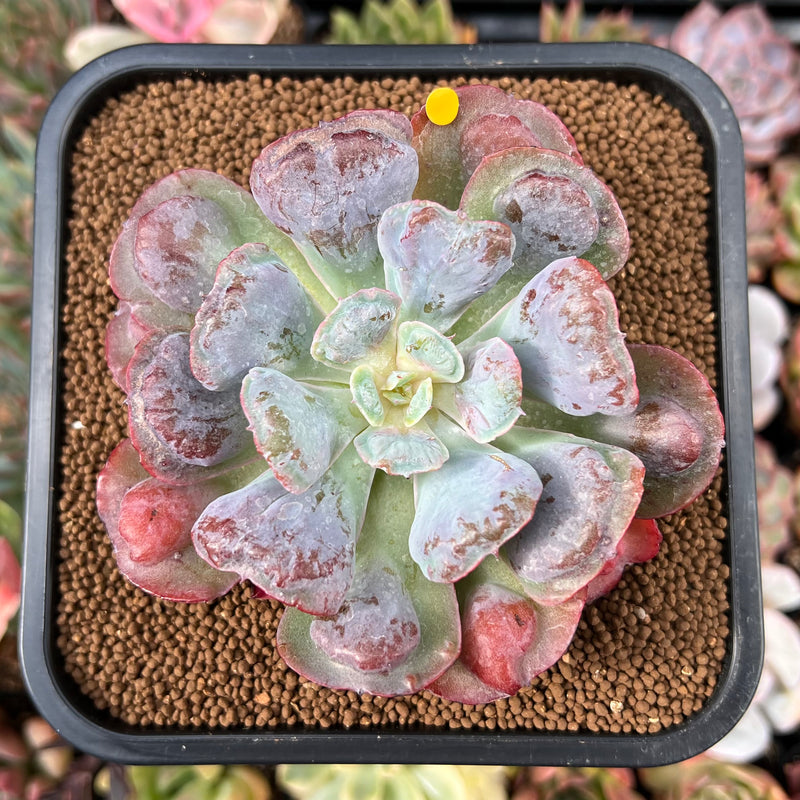 Echeveria 'Hearts Delight' 2"3" Succulent Plant True Succulents