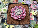 Echeveria 'Pink Spot' 2" Succulent Plant