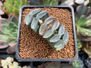 Haworthia Truncata 2" Succulent Plant