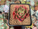 Echeveria Agavoides 'Chapote' 2" Succulent Plant